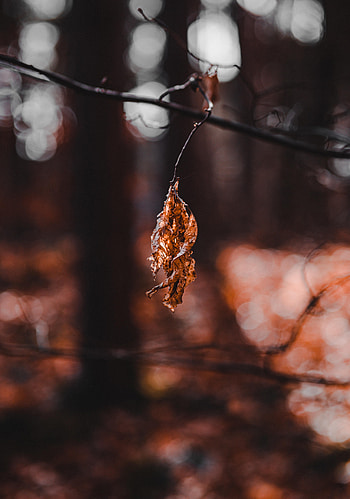 Macro, Blur, Smooth, Dry, Leaflet HD phone wallpaper