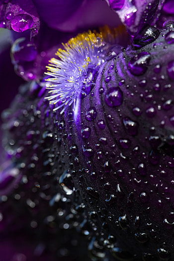 Water, Drops, Flower, Macro, Petals HD phone wallpaper