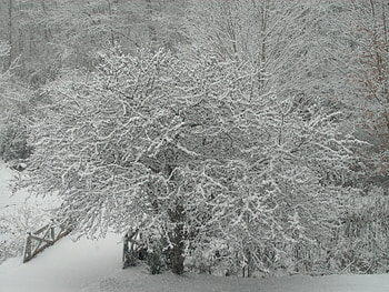 White Christmas 2010, trees, white, snow, christmas HD wallpaper