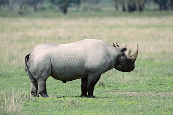 Animals, Beautiful, Shadow, Stroll, Rhinoceros HD wallpaper