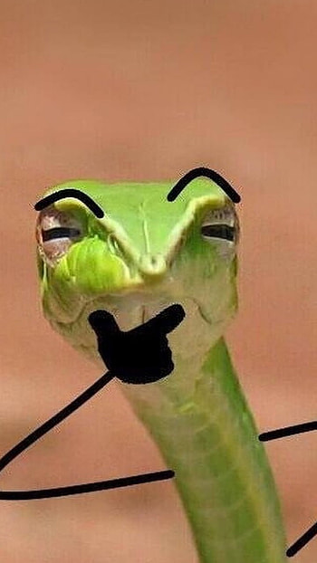 Idk, extraterrestrial animal, meme, snake HD phone wallpaper