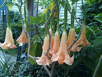 hanging, nature, , flower HD wallpaper