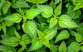 Nettle, nature, green, flower, nettel HD wallpaper
