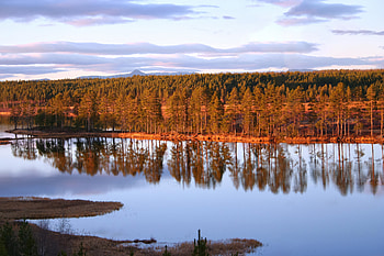 Summer In Dalarna, trees, lake, reflection, nature HD wallpaper