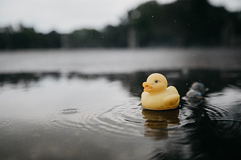 Water, Miscellanea, Miscellaneous, Toy, Duck, Puddle, Rubber Duck HD wallpaper