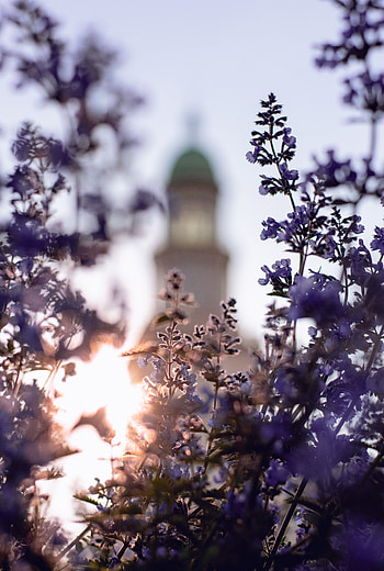 Flowers, Plant, Bloom, Flowering, Sunlight HD phone wallpaper
