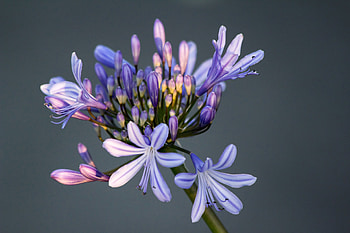 Flower, Macro, Petals, Bud HD wallpaper