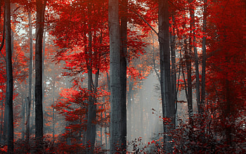 Trees with Red Foliage, fog, season, red, trees, autumn, nature, foliage HD wallpaper