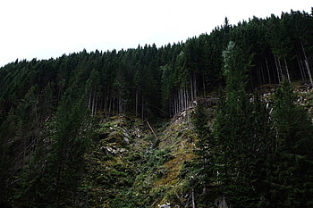 Nature, Trees, Forest, Elevation HD wallpaper