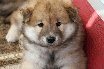 Animals, Dog, Muzzle, Nice, Sweetheart, Puppy HD wallpaper