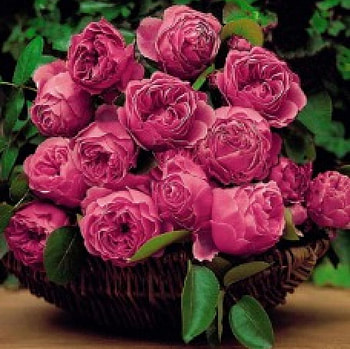 beautiful rose bouquet, still life, bouquet, roses, beautiful, flowers HD wallpaper