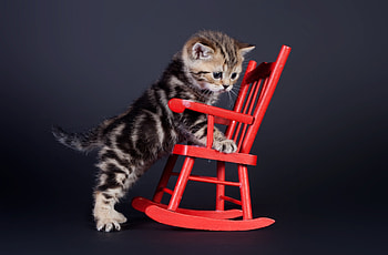 Kitty, Armchair, Cat, Playing, Kitten HD wallpaper