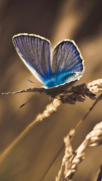 Blue Butterfly, Adorable Aesthetic HD phone wallpaper