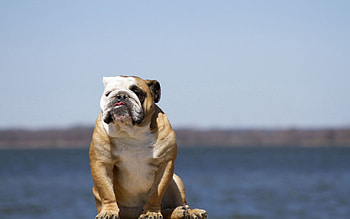 Animals, Sky, Sit, Dog, Bulldog HD wallpaper
