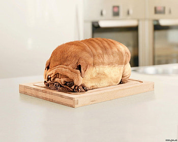 Dog, interesting dog, fun, nice HD wallpaper