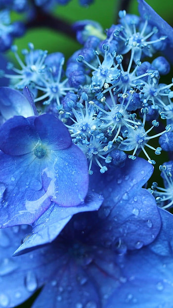 Blue Flowers, Sky Blue, Flowers, Waterdrops HD phone wallpaper