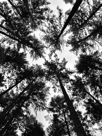 Nature, Trees, Top, Forest, Crown, Bw, Chb, Tops, View, Crowns, Dizzy, Giddy HD phone wallpaper