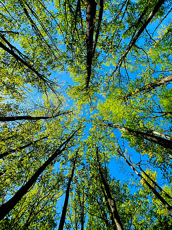 Nature, Trees, Summer, Bottom View HD phone wallpaper