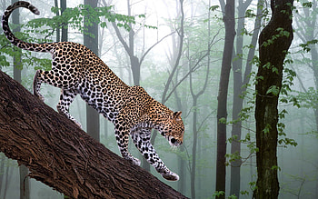 Animals, Trees, Forest, Leopard, Fog, Branch HD wallpaper