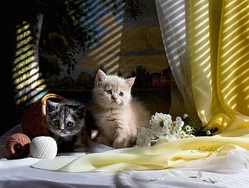 Cute Kittens for Carmen (carmenmbonilla), sweet, two, white, cute, flowers, kittens HD wallpaper