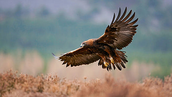 Golden eagle majesty, Stunning background, beauty, Regal presence HD wallpaper