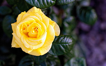 Flowers, Flower, Rose Flower, Rose, Petals, Bud HD wallpaper