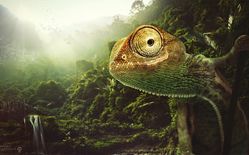 Chamelon, chamelon, animals HD wallpaper