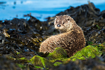 Otter spotting guide, British otter history, Conservation concerns, Discover otter hotspots HD wallpaper