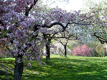 New York Botanical Garden, flower, garden, new york, grass, tree HD wallpaper