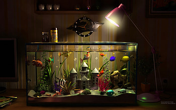 My New Tank, 3d and cg, fish, tank, abstract HD wallpaper