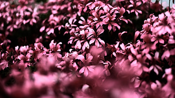 Pink Flowers Ultra Blur , flowers, pink, blur, graphy HD wallpaper