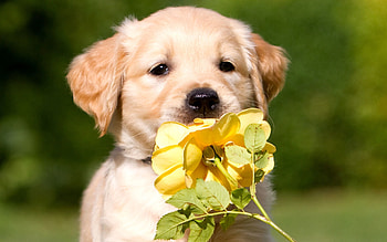 Animals, Flower, Muzzle, Puppy HD wallpaper