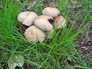 Mushrooms, toadstools, fungi HD wallpaper