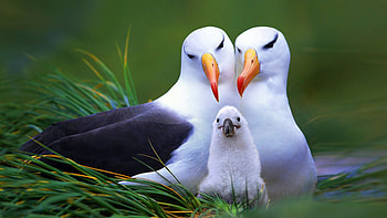 Albatross in high resolution, Wuxga display, Bird of the wild, Ocean wanderer HD wallpaper