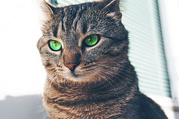 Animals, Cat, Muzzle, Sight, Opinion, Green Eyed, Green-Eyed HD wallpaper