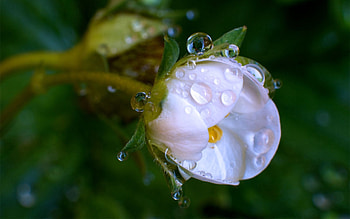Drops, Flower, Macro HD wallpaper