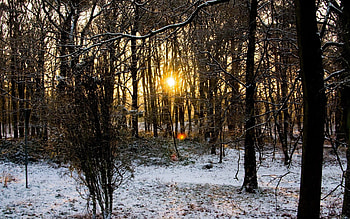 Nature, Trees, Sun, Forest, Branches, Branch, Frost, Hoarfrost HD wallpaper