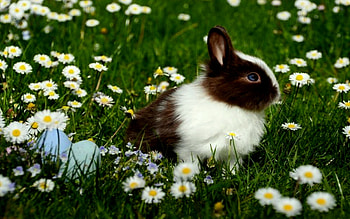Bunny With Flowers, White, Eggs, Easter, Grass, Flowers, Black, Bunny HD wallpaper
