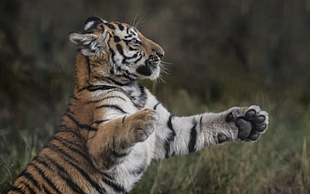 Animals, Grass, Young, Tiger, Playful, Joey, Paws HD wallpaper