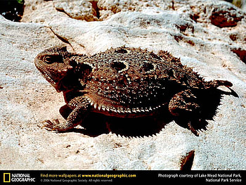 Short Horned Lizard, horny toad, reptiles, animals HD wallpaper