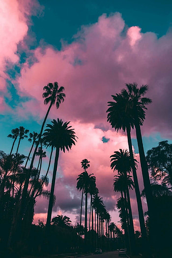 Palm tree beauty, Tropical vibes, Beach escapes, Serene landscapes HD phone wallpaper