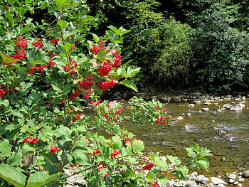Landscape, Rivers, Trees HD wallpaper