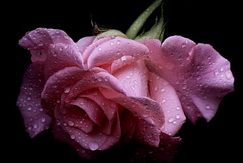 Rose, pink, flowers, roses HD wallpaper
