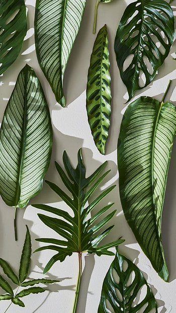 Plantitas, plantas, natural, verde HD phone wallpaper