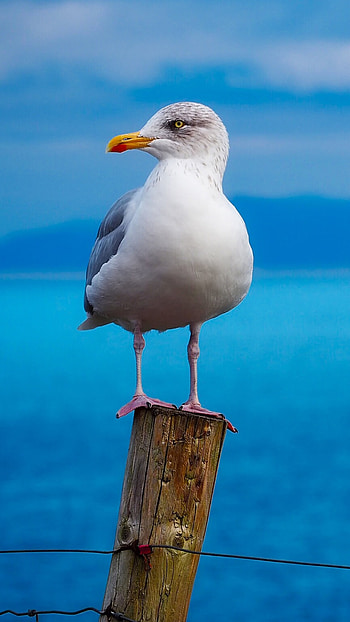 Seagull, Birds, Xperia HD phone wallpaper