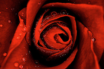 Flowers, Drops, Macro, Rose Flower, Rose, Wet HD wallpaper