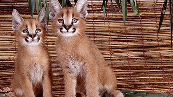 Two cute Linxs, two, cute, cat, linxs HD wallpaper