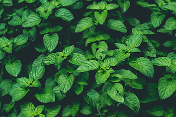 Plants, Macro, Close-Up HD wallpaper