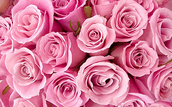 Roses, Girly HD wallpaper