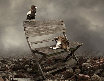 Get Off My Chair, rubble, abstract, bird, fantasy, cat, seat HD wallpaper